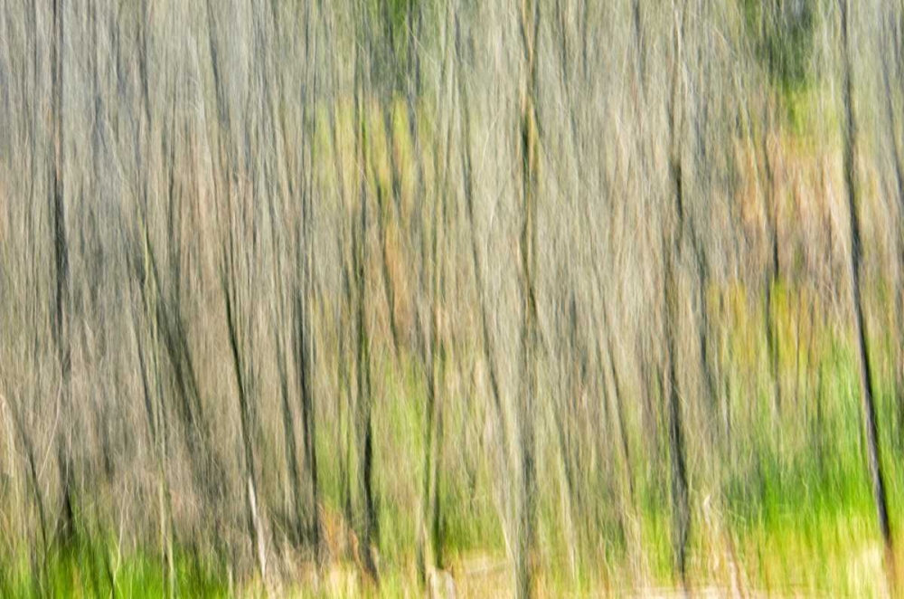 Canada, Manitoba, Nopiming PP Abstract of trees art print by Mike Grandmaison for $57.95 CAD